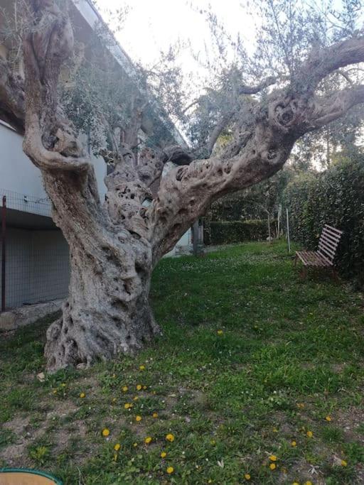 Le sorelle gemelle B&B Teramo Esterno foto